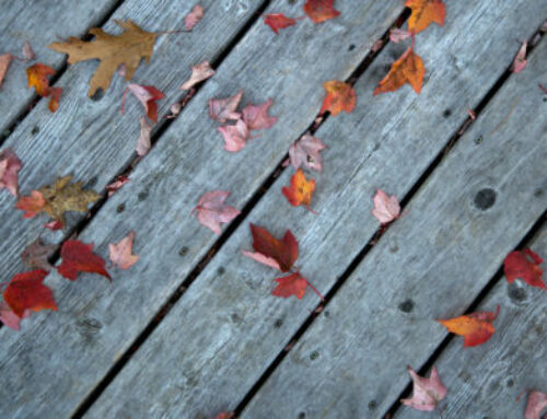 Affrontez l’automne en pleine forme grâce à la sophrologie !